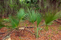 Saw Palmetto (Serenoa repens) leaves and forest along the Big Ferry Trail in Skidaway Island State Park, Georgia, USA.