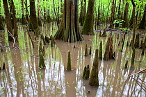 Flooded area with bald cypress trees (Taxodium distichum) and cypress knees growing out of the water along the Boardwalk Trail in Congaree National Park, South Carolina, USA.