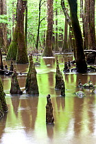 Flooded area with bald cypress trees (Taxodium distichum) and  cypress knees growing out of the water along the Boardwalk Trail in Congaree National Park, South Carolina, USA.