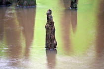 Bald cypress (Taxodium distichum) knee growing out of the water in a flooded area along the Boardwalk Trail in Congaree National Park, South Carolina, USA.