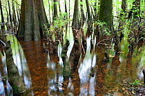 The edge of Weston Lake with bald cypress (Taxodium distichum) trees and  knees in Congaree National Park, South Carolina, USA.