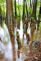 The edge of Weston Lake showing bald cypress (Taxodium distichum) trees and knees in Congaree National Park, South Carolina, USA.