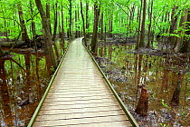 The Boardwalk Trail through swamp with bald cypress (Taxodium distichum) knees in Congaree National Park South Carolina, USA.