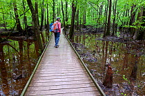 Hiker on the Boardwalk Trail in Congaree National Park, South Carolina, USA. Model Released.