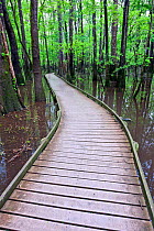 The Boardwalk Trail in Congaree National Park, South Carolina, USA.