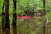 Two people canoeing in the distance, Congaree National Park near Wise Lake,  South Carolina, USA.  Model Released.