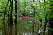 Two people canoeing in the distance in Congaree National Park near Wise Lake, South Carolina, USA.  Model Released.