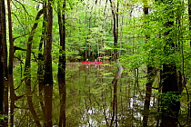 Two people canoeing in the distance, Congaree National Park near Wise Lake, South Carolina, USA.  Model Released.