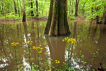 Butterweed (Senecio glabellus) plant along the River Trail in Congaree National Park, South Carolina, USA.