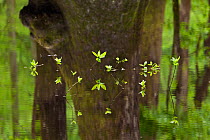 Plants growing out of a small creek along the River Trail in Congaree National Park, South Carolina, USA.