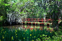 The Red Bridge in Magnolia Plantation and Gardens near Charleston, South Carolina, USA.