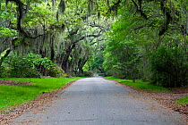 Oak Avenue with hanging mosses in Magnolia Plantation and Gardens near Charleston, South Carolina, USA.