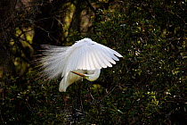 Great egret (Ardea alba) preening, Audubon Swamp Garden, Magnolia Plantation, South Carolina, USA.