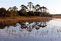 Trees reflected along the Marsh Boardwalk in Hunting Island State Park, South Carolina, USA.