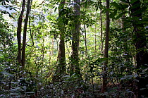 Landscape of the Ituri Rainforest, Democratic Republic of the Congo, November 2011.