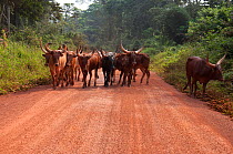 Ankole, zebu cattle, driven to Kisangani City by Bahema man, Democratic Republic of Congo, December 2012.