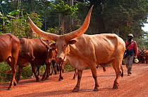 Ankole, zebu cattle, with enormous horns, driven to Kisangani City by Bahema man, Democratic Republic of Congo, December 2012.