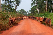 Ankole, zebu cattle, driven to Kisangani City by Bahema man, Democratic Republic of Congo, December 2012.