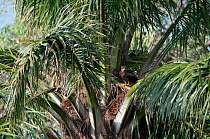 Lesser Spotted Eagle (Clanga pomarina) in palm tree, Democratic Republic of the Congo.