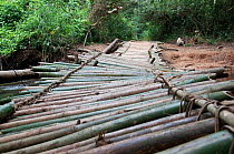 Bamboo bridge, Ituri Forest , Democratic Republic of the Congo, Africa, December 2011.
