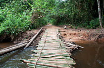 Bamboo bridge, Ituri Forest , Democratic Republic of the Congo, Africa, December 2011.