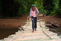 Local woman crossing bamboo bridge, Ituri Forest , Democratic Republic of the Congo, Africa, December 2011.