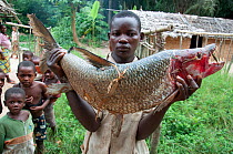 Mongo man selling large Goliath tiger fish (Hydrocynus goliath) with red face during the breeding season, Bomili Village, Ituri Rainforest, Democratic Republic of the Congo, December 2011.