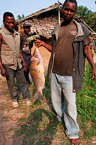 Mongo man selling large pink fish at Bomili fish market, Bomili Village,  Ituri Rainforest, December 2011.