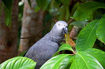 Wild African grey parrot (Psittacus erithacus) caught by local Bantu people, Democratic Republic of the Congo.