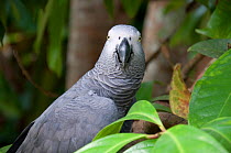 Wild African grey parrot (Psittacus erithacus) caught by local Bantu people, Democratic Republic of the Congo.