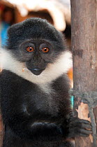L'Hoest's monkey (Cercopithecus lhoesti) caught for bushmeat, Ituri Rainforest, Democratic Republic of the Congo, January 2012.