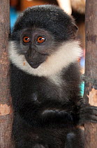 L'Hoest's monkey (Cercopithecus lhoesti) caught for bushmeat, Ituri Rainforest, Democratic Republic of the Congo, January 2012.