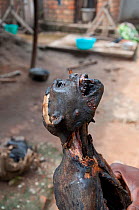 L'Hoest's monkey (Cercopithecus lhoesti) killed and smoked for bushmeat, Ituri Rainforest, Democratic Republic of the Congo, January 2012.