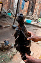 L'Hoest's monkey (Cercopithecus lhoesti) killed and smoked for bushmeat, Ituri Rainforest, Democratic Republic of the Congo, January 2012.