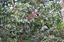 Red tailed guenon (Cercopithecus ascanius) feeding in fruiting tree, Epulu Okapi Wildlife Reserve, UNESCO World Heritage Site, Ituri forest, Democratic Republic of the Congo.