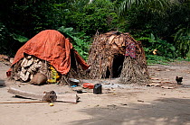 Mbuti Pygmy hunting camp, Ituri Rainforest, Democratic Republic of the Congo, Africa, January 2012.