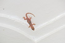 Tropical house gecko (Hemidactylus mabouia) with cysts of stored calcium in guest house, Ituri Rainforest, Democratic Republic of Africa.