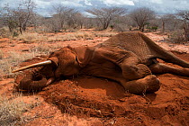 Bull African elephant (Loxodonta africana) dying after it was shot by poachers, Rukinga Ranch, Kenya. November 2012.