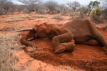 Bull African elephant (Loxodonta africana) dying after it was shot by poachers, Rukinga Ranch, Kenya. November 2012.