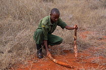 KWS (Kenya Wildlife Service) park rangers with removed tusks from dead young female African Forest Elephant (Loxodonta cyclotis) caught in snare, Rukinga Ranch, Kenya, November 2012.