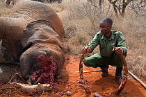 KWS (Kenya Wildlife Service) park rangers with removed tusks from dead young female African Elephant (Loxodonta africana) caught in snare, Rukinga Ranch, Kenya, November 2012.
