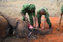 KWS (Kenya Wildlife Service) park rangers with removed tusks from dead young female African elephant (Loxodonta africana) caught in snare, Rukinga Ranch, Kenya, November 2012.