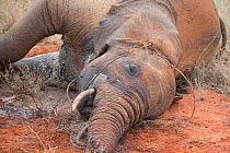 Dead young female African elephant (Loxodonta cyclotis) caught in snare, Rukinga Ranch, Kenya, November 2012.