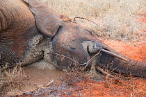 Dead young female African Elephant (Loxodonta cyclotis) caught in snare, Rukinga Ranch, Kenya, November 2012.