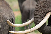 Female African elephant (Loxodonta africana) with large tusks, Tarangire National Park, Tanzania.