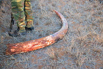 KWS (Kenya Wildlife Service) Park Ranger with tusk removed from bull African elephant (Loxodonta africana) removing tusk from dead  bull elephant, Rukinga Range, Kenya, January 2013.