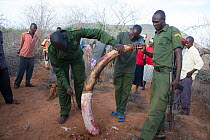 KWS (Kenya Wildlife Service) Park Rangers with tusk removed from bull African elephant (Loxodonta africana) removing tusk from bull elephant, Rukinga Range, Kenya, January 2013.