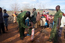 KWS  (Kenya Wildlife Service) park rangers stripping flesh from African elephant ivory (Loxodonta africana) removed from dead bull elephant, Rukinga Ranch, Kenya. January 2013.