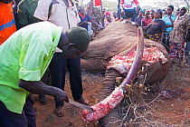 KWS  (Kenya Wildlife Service) park rangers stripping flesh from African elephant ivory (Loxodonta africana) removed from dead bull elephant, Rukinga Ranch, Kenya. January 2013.