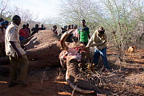 KWS (Kenya wildlife service) park rangers removing tusk from dead bull African elephant (Loxodonta africana) Rukinga Ranch, Kenya, January 2013.
